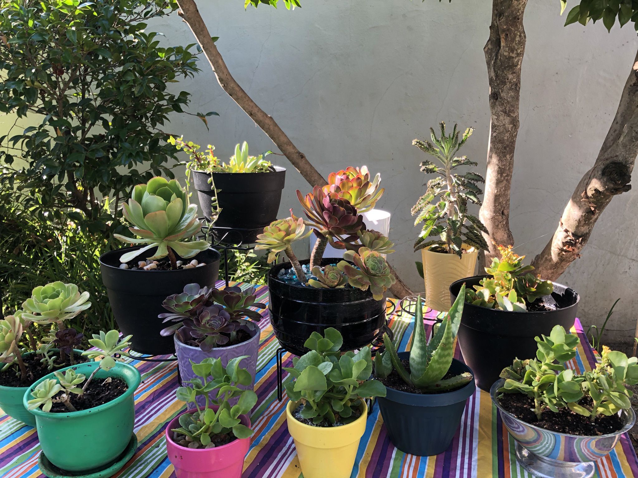 Various Succulents $5 Each Nicely Potted At Kevin’s Creations In Land Park Accepting Cash App Zelle And Cash Buy 2 For $7