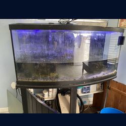 75Gal Bow Front Tank & MORE!!!!