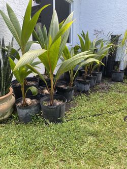Green, Yellow and Gold Malayan Dwarf Coconut Palm Trees