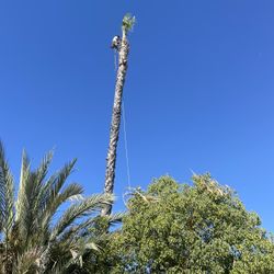 Palms Trimming