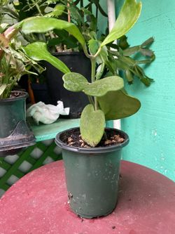 Hoya Keri