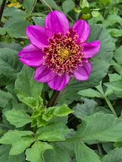 Dahlia Plants Anemone Pink Powderpuff $5 each
