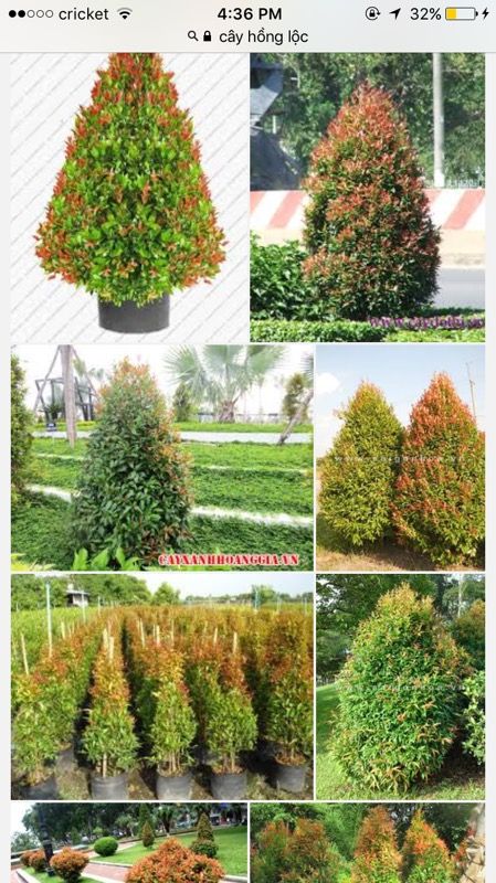 some one have this tree for sale(globulus topiary eugenia)