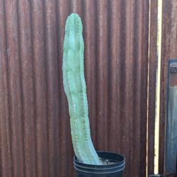 Tall 30" Cactus