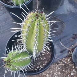 Cactus 