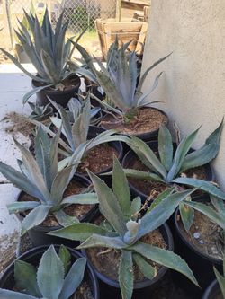 Agaves