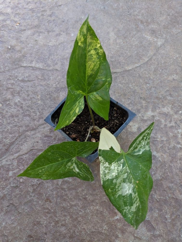Rare Variegated Syngonium Plant