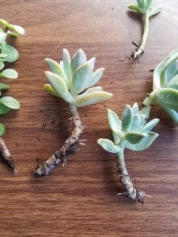 succulents and jade plant cuttings