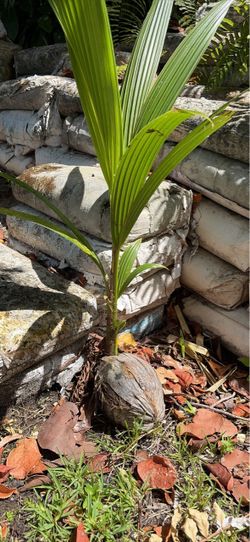 Coconut palm