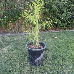 White Peach Tree Durazno 
