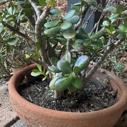 Beautiful Healthy Jade Plant 🪴in Ceramic Planter 