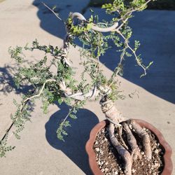 Operculicarya decaryi old bonsai 