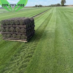Best QUALITY Sod 