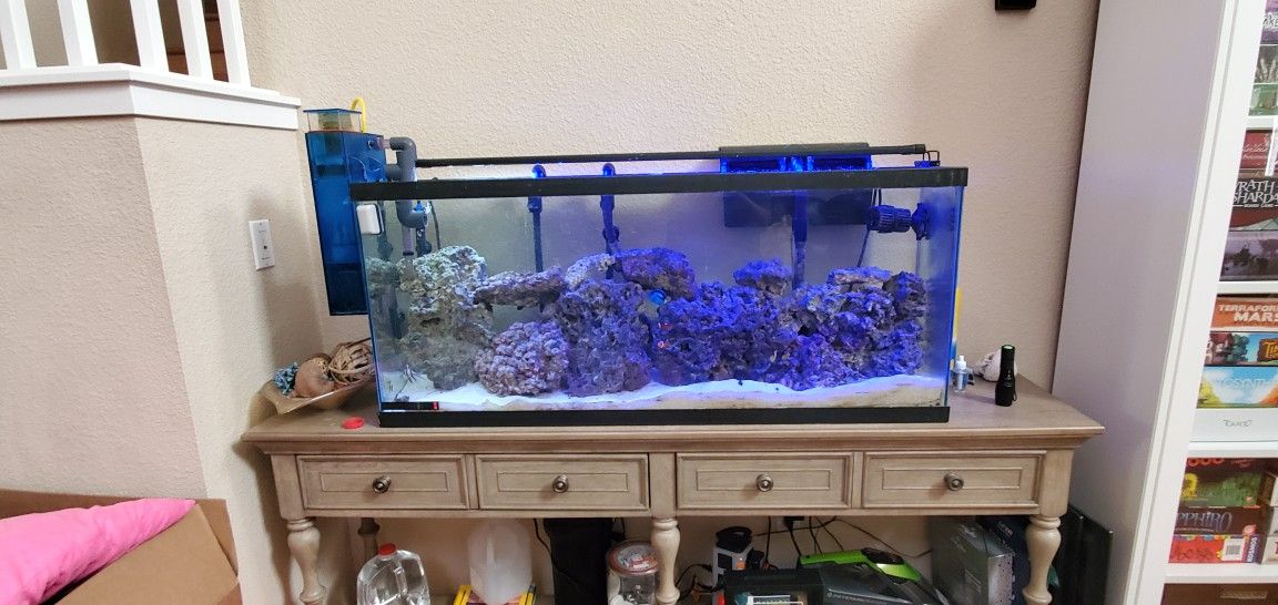 Salt Water Tank with Beautiful Fish, Roti System and Protein Skimmer