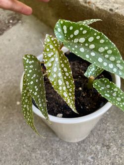 Specialty***Begonia maculata 'Silver Spot' in designer 4” ceramic pot; 95820