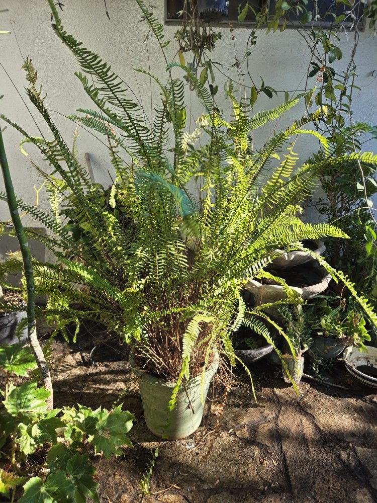 
🌿 Large Boston Fern in Gorgeous Ceramic Pot – Lush & Healthy

