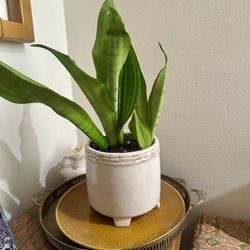Sale: Healthy Snake Plant in Footed Ceramic Planter Pot