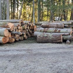 10 Foot Logs For Fire Wood