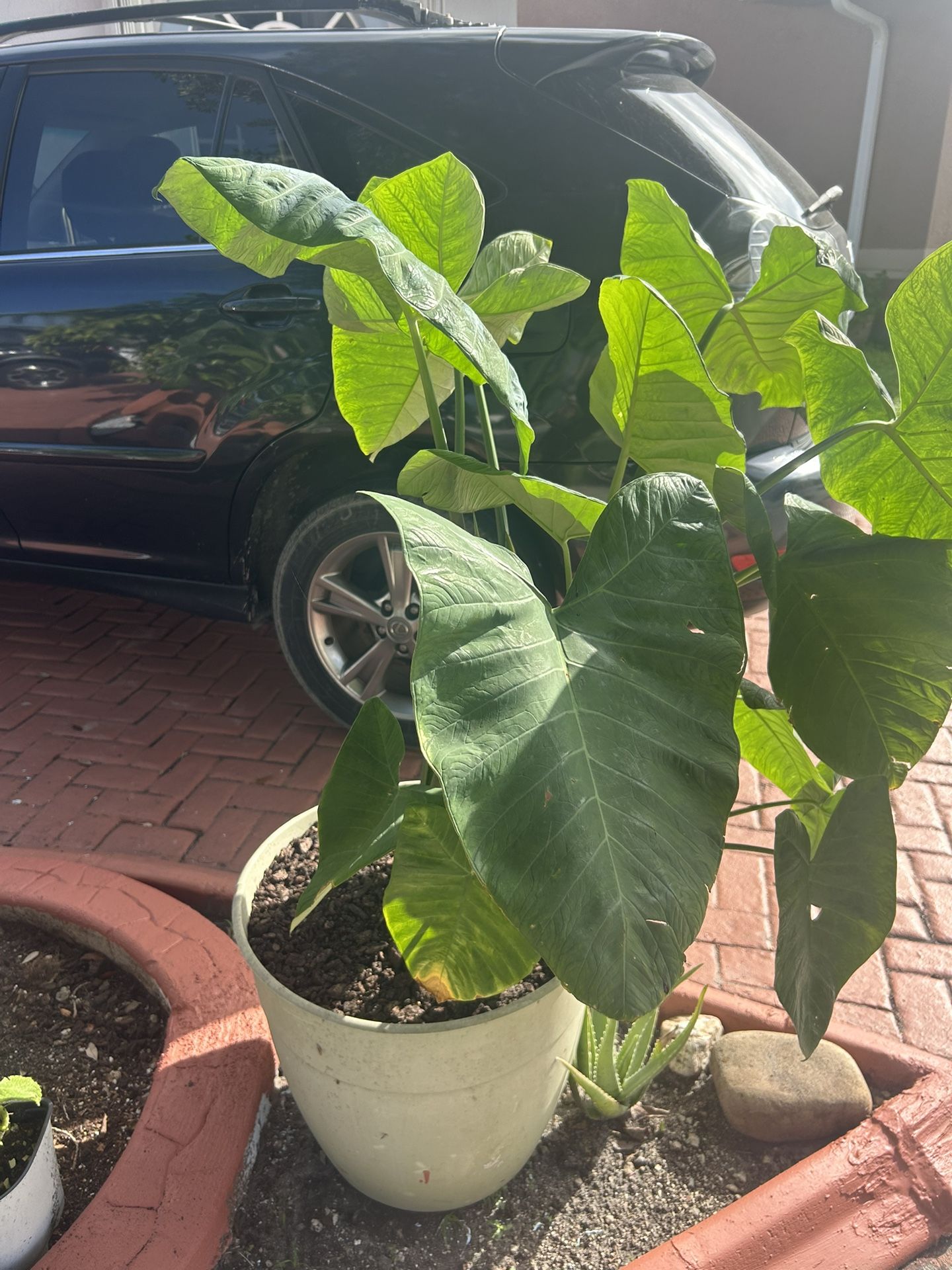 Natural Malanga Plant