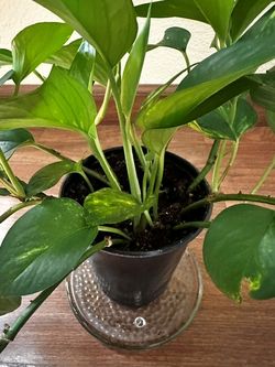 Golden Pothos Baby Plant - 4.5" Nursery Pot - Trailing