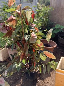 Begonia plant