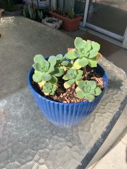 Kiwi aeonium plant 🪴
