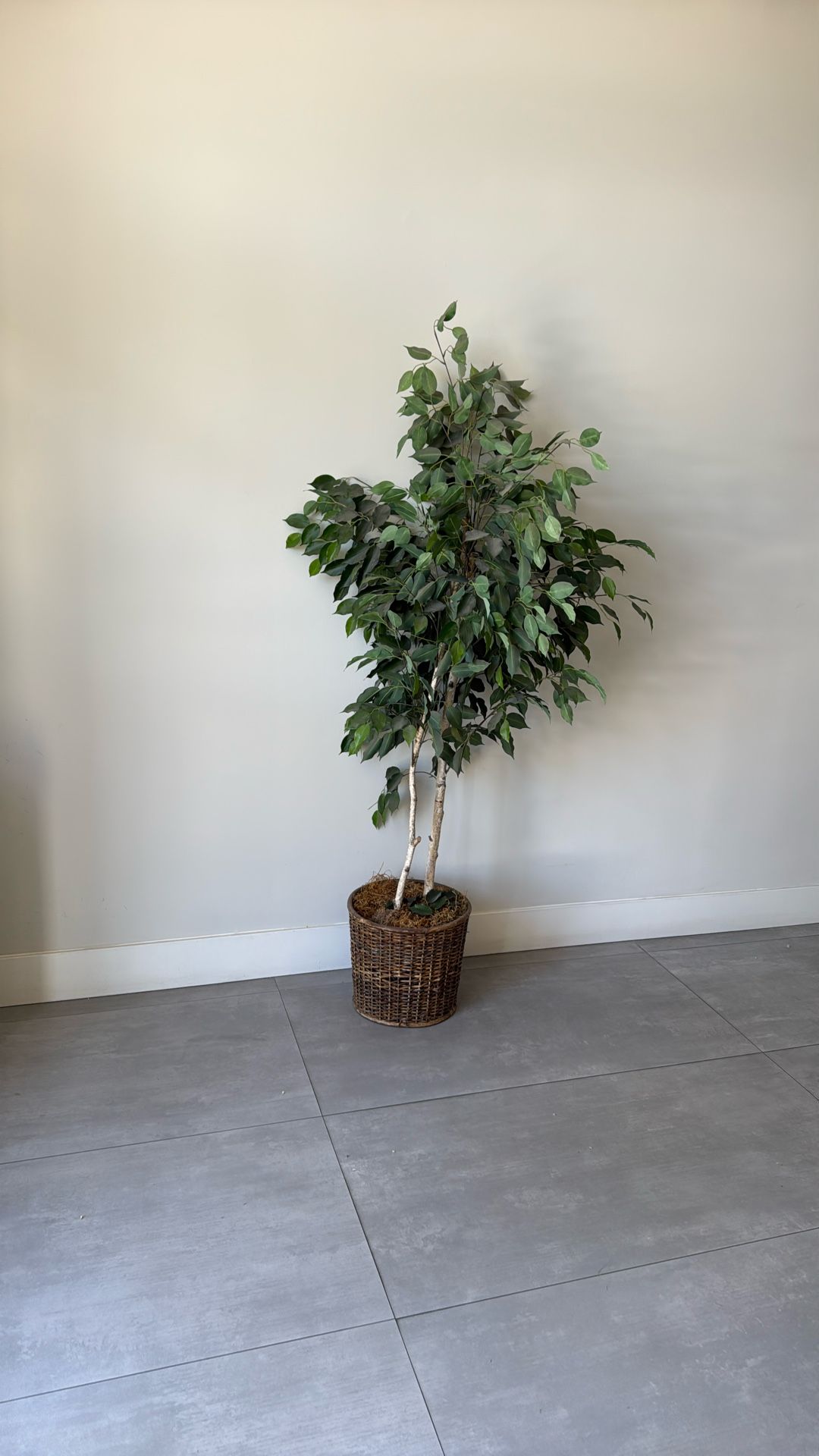 Free Fake Plant