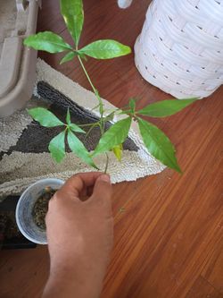 White Sapote (Casimiroa Edulis)