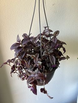 Wondering Jewel Plant