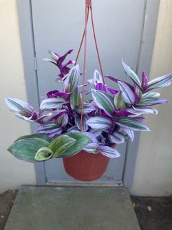 Tradescantia Nanouk House Plant 6” Hanging Pot