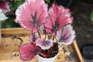 Begonia