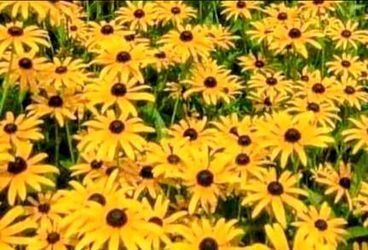 Black Eyed Susan Live Perennial Plants