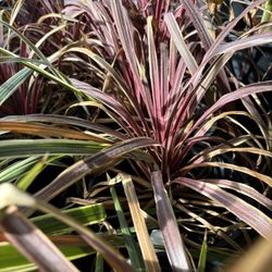 UNIQUE ZEBRA CORDYLINE PLANTS