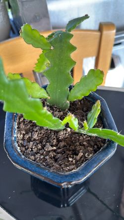 Epiphyllum anguliger Ric Rac Plant 🪴 