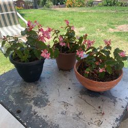 3 Flower Pots With Pink Begonia