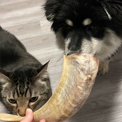 Dog CHEW Treats Toy Horn