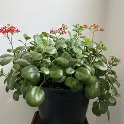 Flaming Katy/kalanchoe