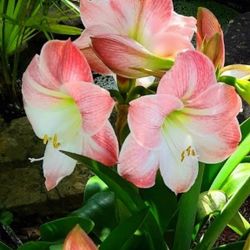 Amaryllis Hippeastrum Flowering Bulb Plant