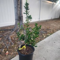 Dwarf Mexican Lime Tree