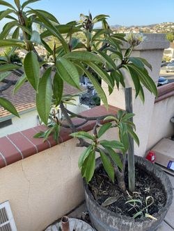 White And Yellow Plumeria, 6 Feet Tall