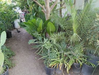 Plants 4 sale