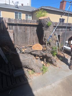 Free Wood if Anyone Wants it - North Hollywood