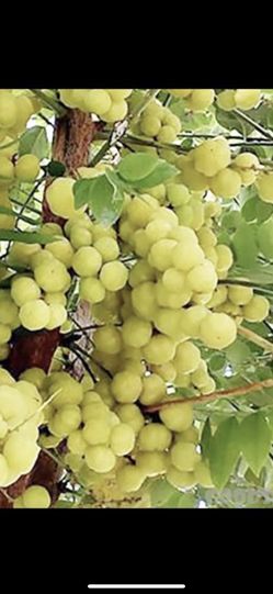 Gooseberry fruit tree