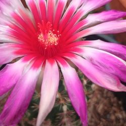 Thelocactus Bicolor.