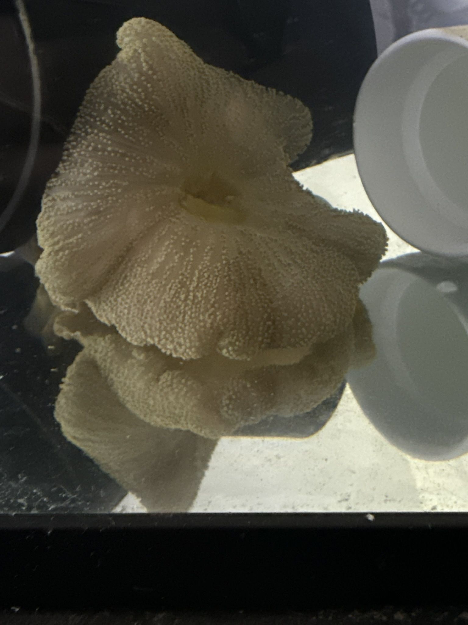 Corals Corals Corals ! Plastic?