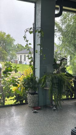 Plantas