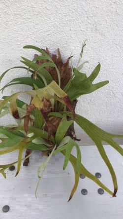 Staghorn Fern