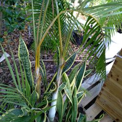 Areca Palm, Snake And Aloe Vera Plants
