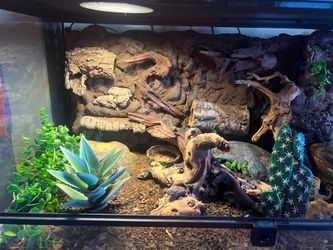 Reptile setup