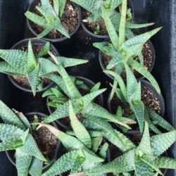 Aloe Vera Plants - 5 For $10